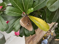 Euploea core