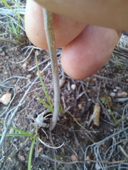 Albuca viscosa