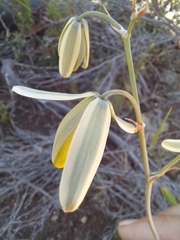 Albuca viscosa