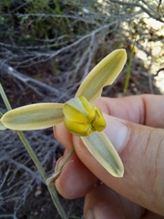 Albuca viscosa