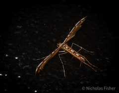 Cosmoclostis aglaodesma