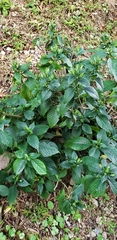 Eranthemum