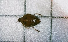 Peltodytes edentulus