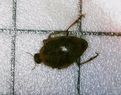 Peltodytes edentulus