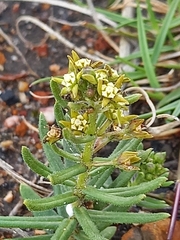 Aspidoglossum heterophyllum