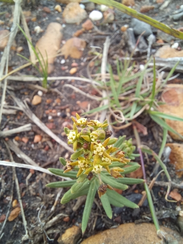 Image of Aspidoglossum heterophyllum by (c) kevin koen, some rights reserved (CC BY-SA)