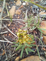 Aspidoglossum heterophyllum