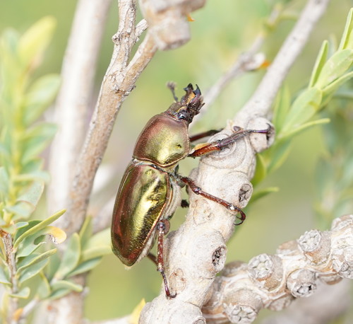 Golden Stag Beetle