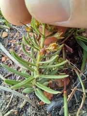 Aspidoglossum heterophyllum