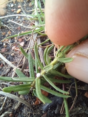 Aspidoglossum heterophyllum