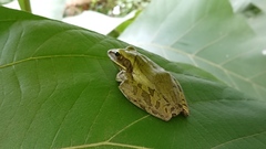 Polypedates leucomystax