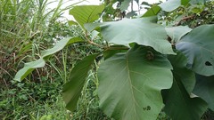 Polypedates leucomystax