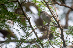 Gerygone flavolateralis flavolateralis