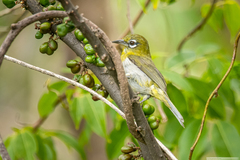 Zosterops xanthochroa