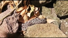 Crotalus intermedius