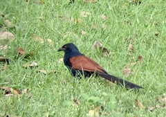 Centropus sinensis