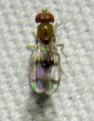 Chymomyza