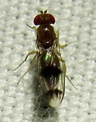 Chymomyza