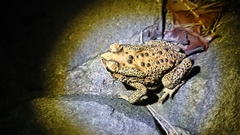 Duttaphrynus melanostictus