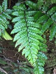 Polystichum polyblepharum