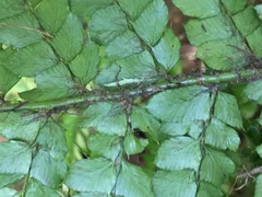 Polystichum polyblepharum