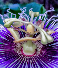 Passiflora edulis flavicarpa