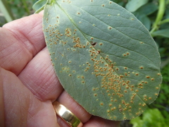 Uromyces viciae-fabae