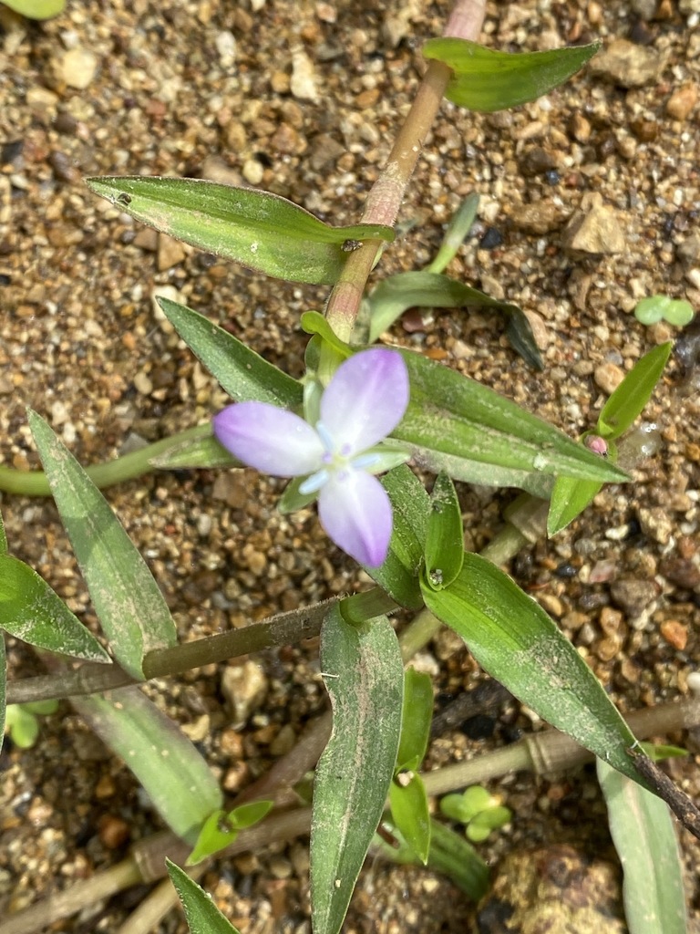 marsh dewflower from Along Mountain Fork, Oscar Patterson Rd., Madison