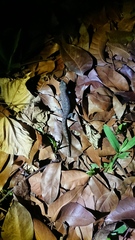 Hemidactylus frenatus