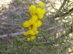 Acacia nyssophylla
