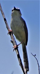 Prinia subflava pondoensis