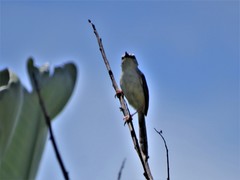 Prinia subflava pondoensis