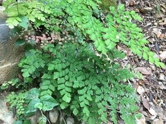 Adiantum amplum