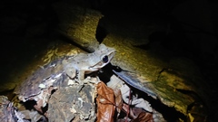 Polypedates leucomystax