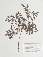 Indigofera australis australis