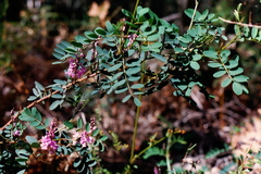 Indigofera australis australis