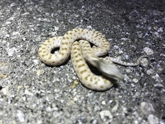 Hypsiglena chlorophaea