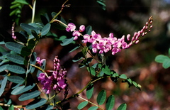 Indigofera australis australis