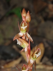 Goodyera viridiflora