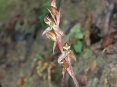 Goodyera viridiflora
