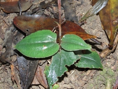Goodyera viridiflora