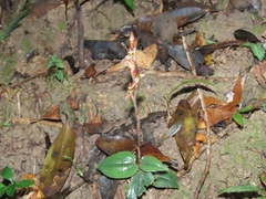 Goodyera viridiflora