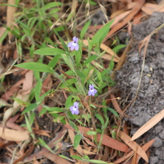 Lobelia stenophylla