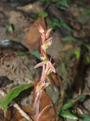 Goodyera viridiflora