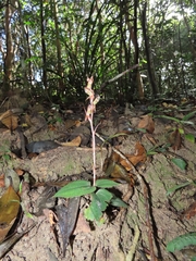 Goodyera viridiflora