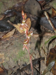 Goodyera viridiflora
