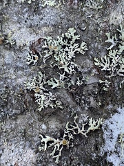 Hypogymnia canadensis