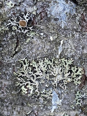 Hypogymnia canadensis