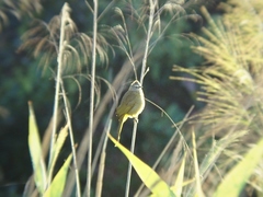 Pycnonotus flavescens