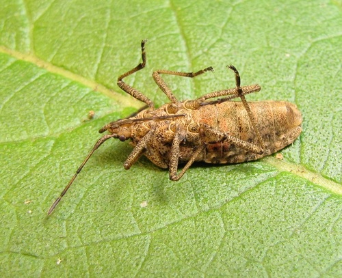 Squash Bug photo 4